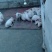 仔猪，二杂，三元，母猪。