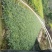 玉龙草矮麦冬场地直销大量供应欢迎咨询