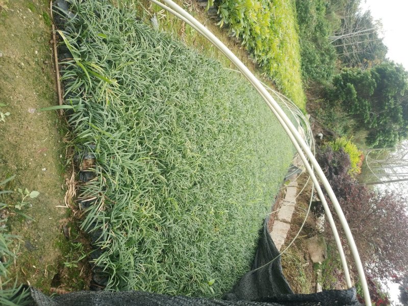 玉龙草矮麦冬场地直销大量供应欢迎咨询