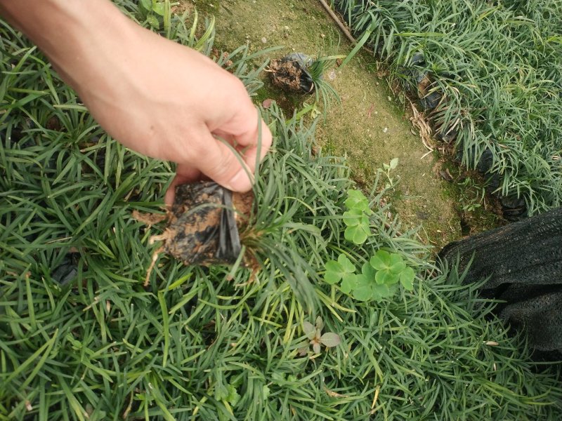 玉龙草矮麦冬场地直销大量供应欢迎咨询