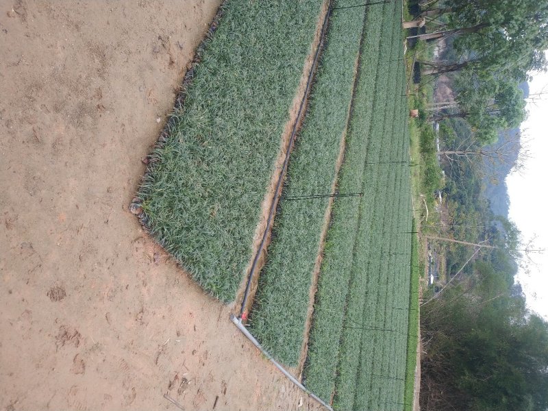 玉龙草矮麦冬场地直销大量供应欢迎咨询