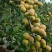 青梅苗