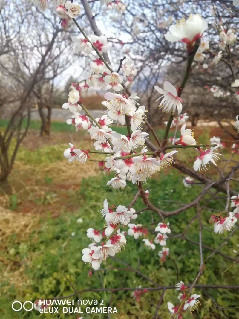 青梅苗