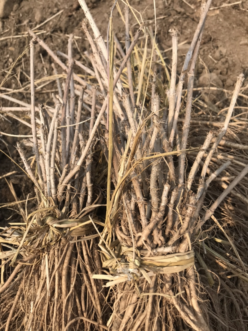 刺嫩芽苗乌龙头刺老包绿化苗木一年生刺老芽盆栽