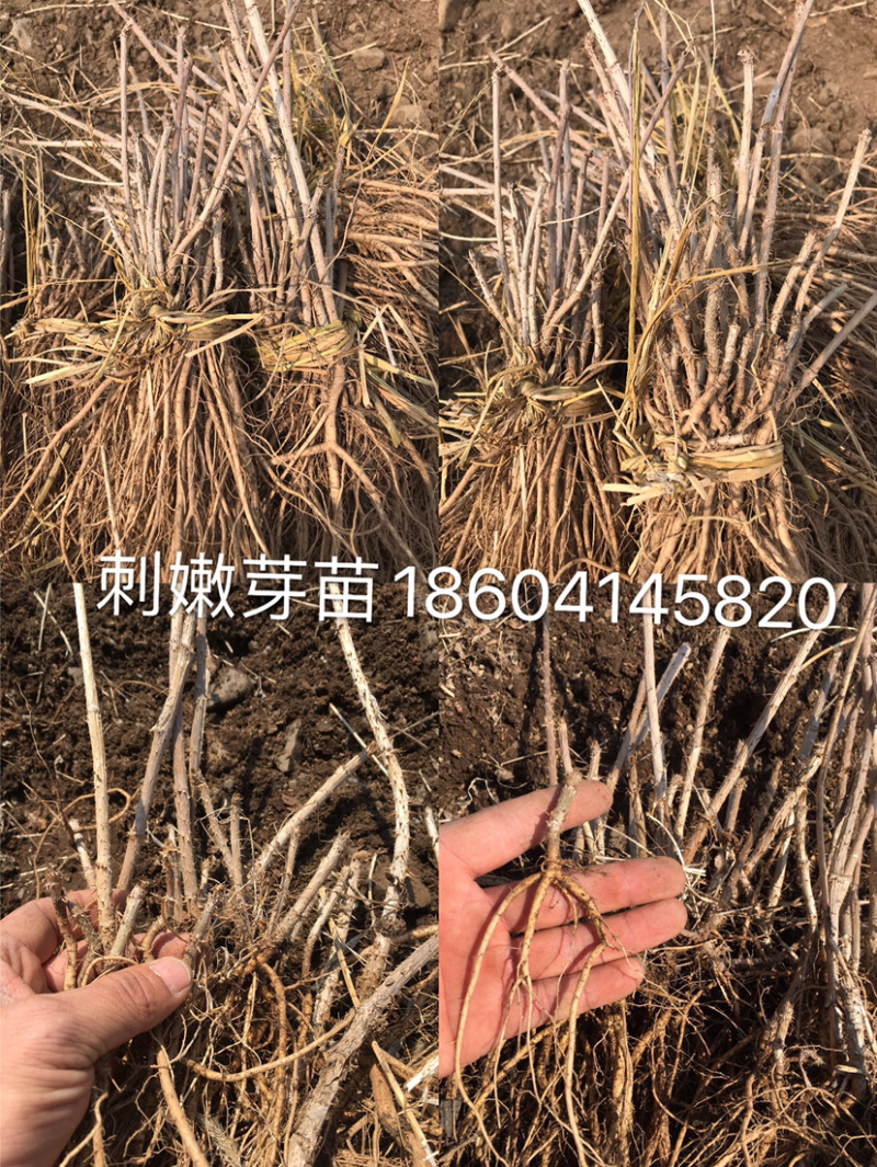 刺嫩芽苗乌龙头刺老包绿化苗木一年生刺老芽盆栽