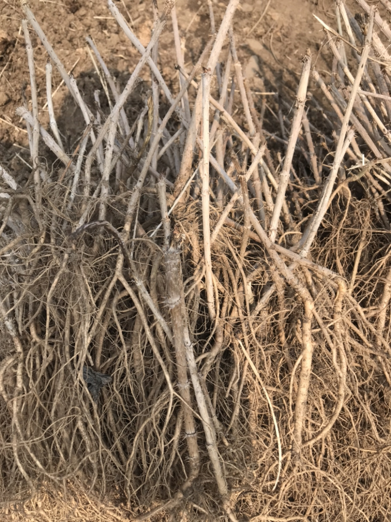 刺嫩芽苗乌龙头刺老包绿化苗木一年生刺老芽盆栽