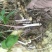 甜黄精多花黄精滇黄精质量好