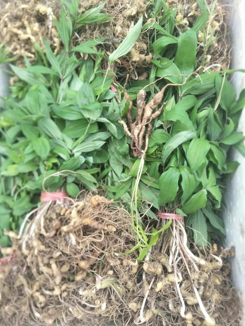 甜黄精多花黄精滇黄精质量好