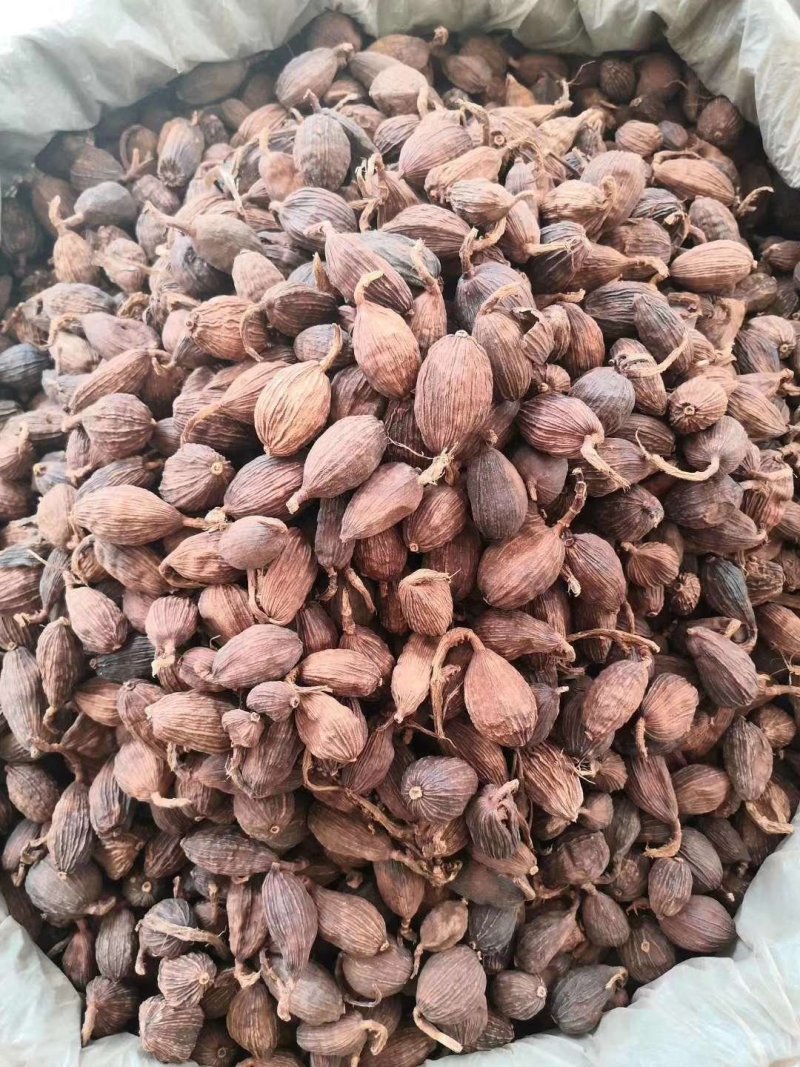 草果电烤炭烤调味香料调味料火锅底料云南越南产地零售批发