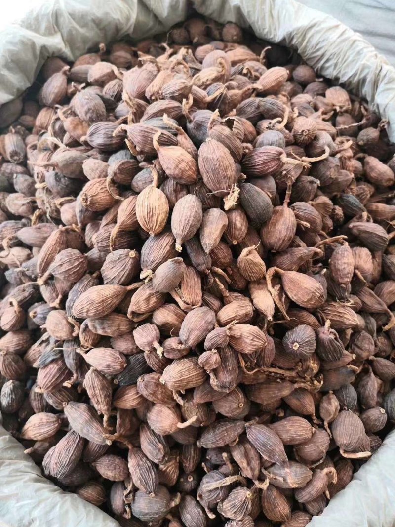 草果电烤炭烤调味香料调味料火锅底料云南越南产地零售批发