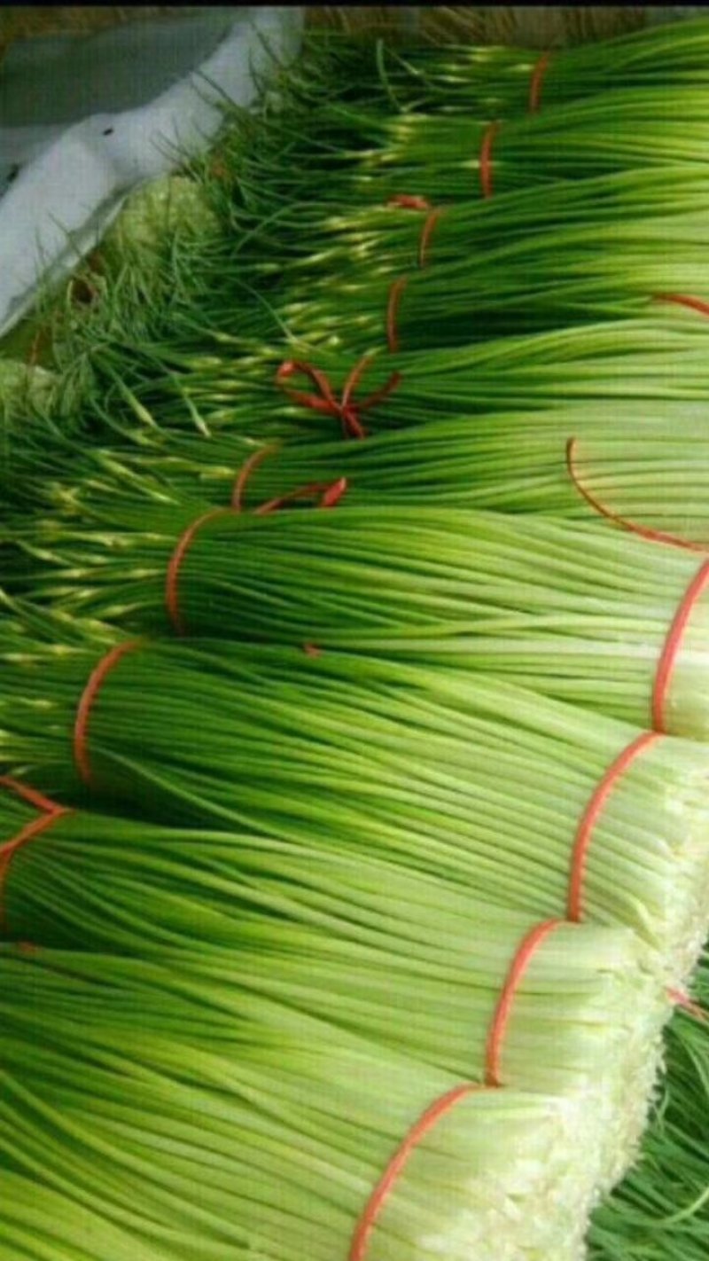 蒜薹