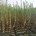 四川成都温江红花高杆紫薇米径3-10厘米
