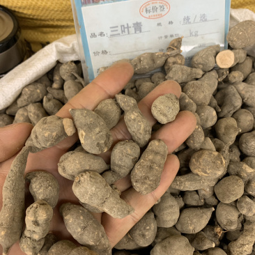 三叶青三叶青个子无硫磺熏蒸一公斤起批