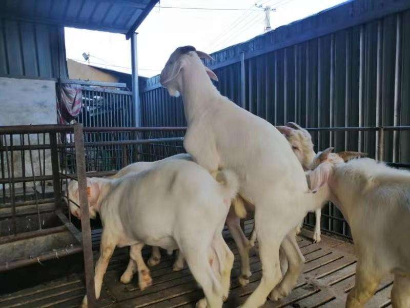 美国白山羊，生长期快出肉率高，养殖美国山羊年入百万不是梦