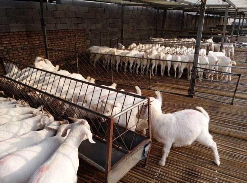 美国白山羊，生长期快出肉率高，养殖美国山羊年入百万不是梦