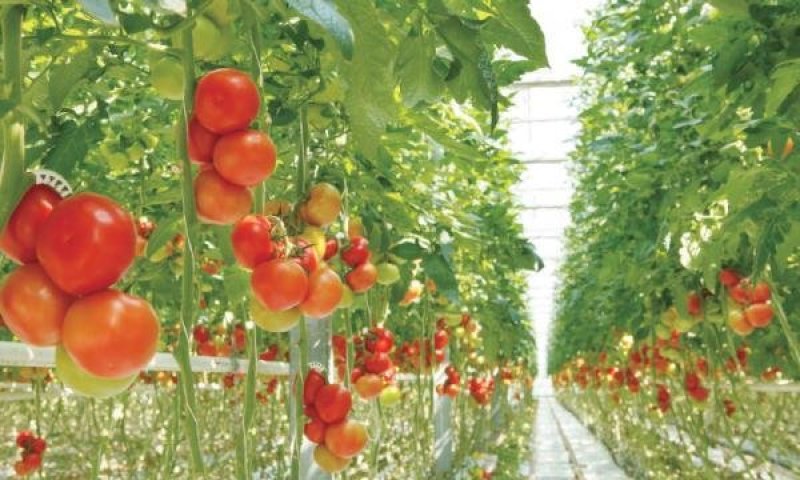 硬粉【西红柿】质量保证货源充足诚信代办