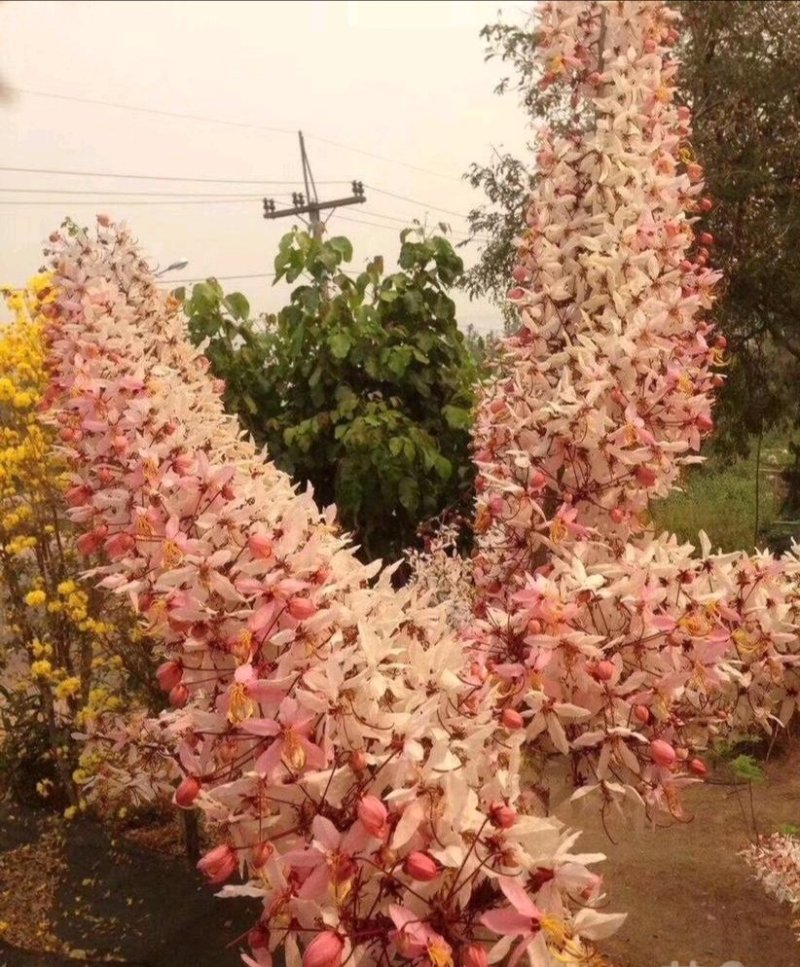 花旗木苗又名桃红阵雨树，泰国樱花