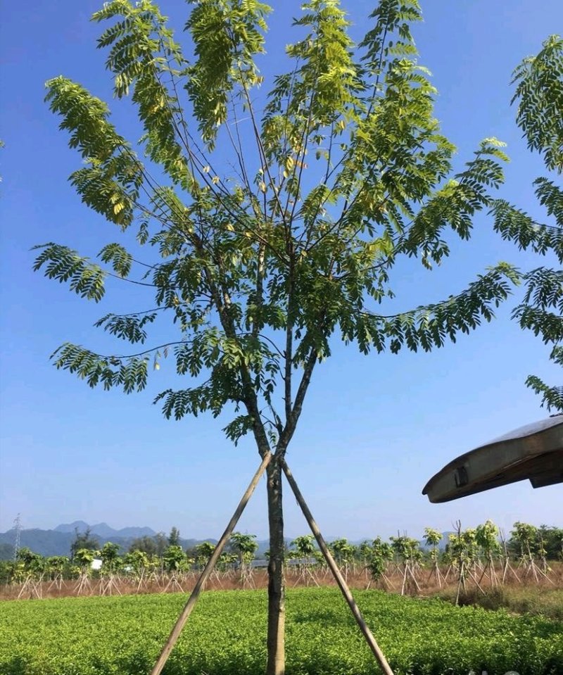 花旗木苗又名桃红阵雨树，泰国樱花