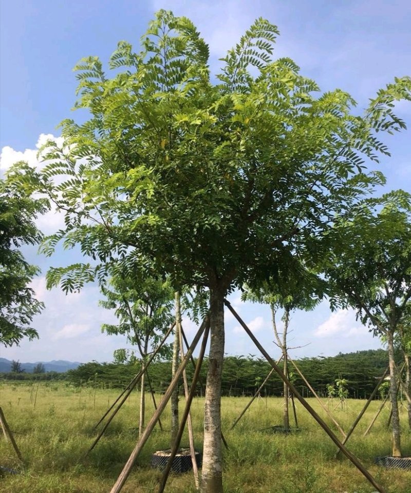 花旗木苗又名桃红阵雨树，泰国樱花