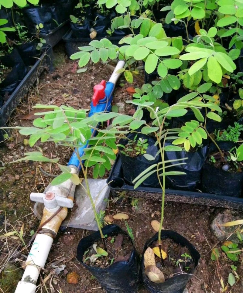 花旗木苗又名桃红阵雨树，泰国樱花