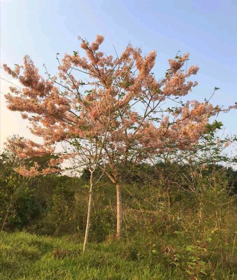 花旗木苗又名桃红阵雨树，泰国樱花