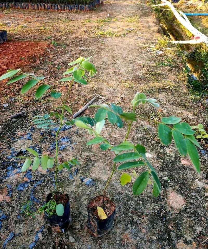 花旗木苗又名桃红阵雨树，泰国樱花