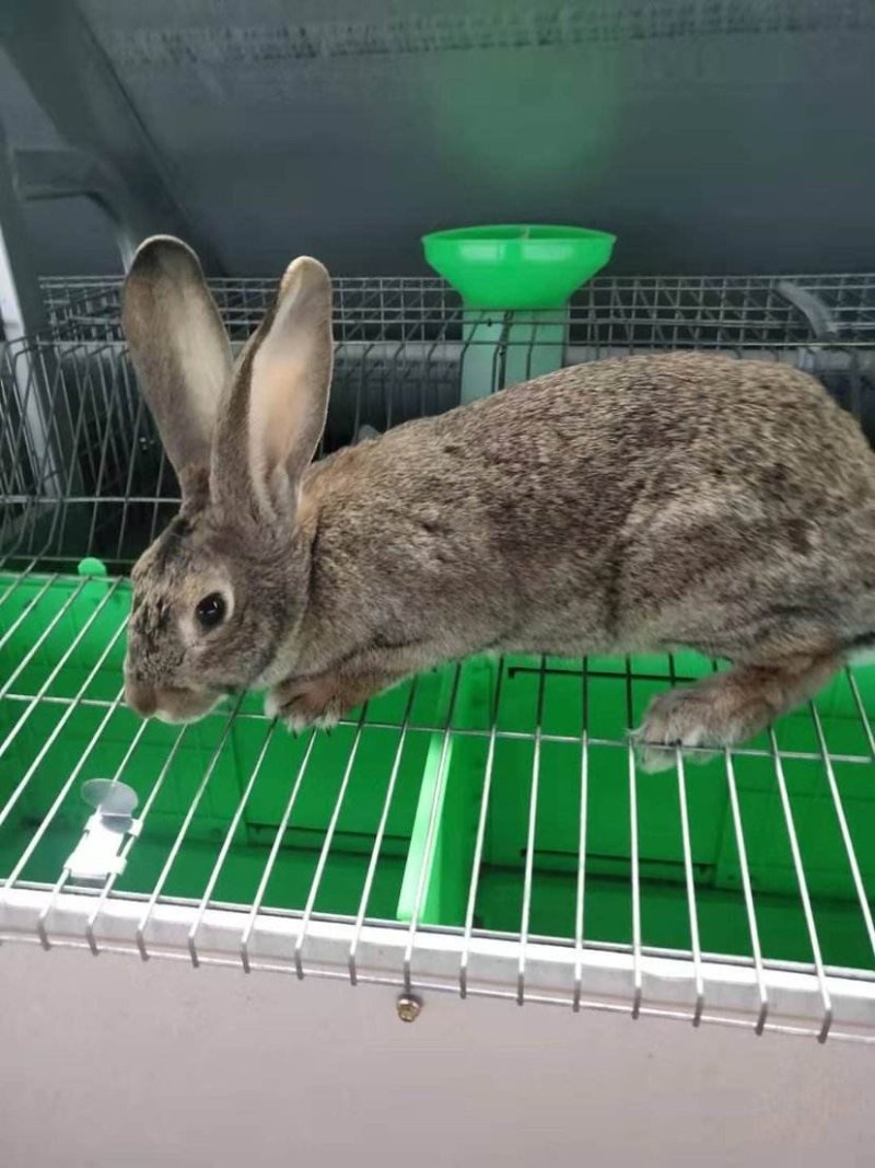 养殖比利时杂交野兔带你走上致富路，你养殖我回收没有后顾之