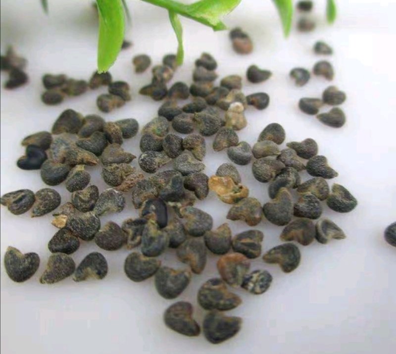 苘麻子.道地药材，质优价实，品质保证，药典标准一公斤起批