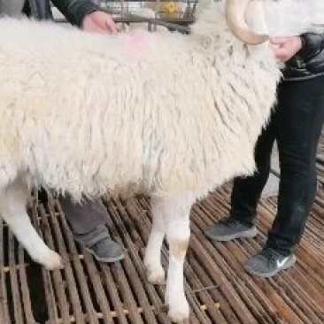 种羊小尾寒羊