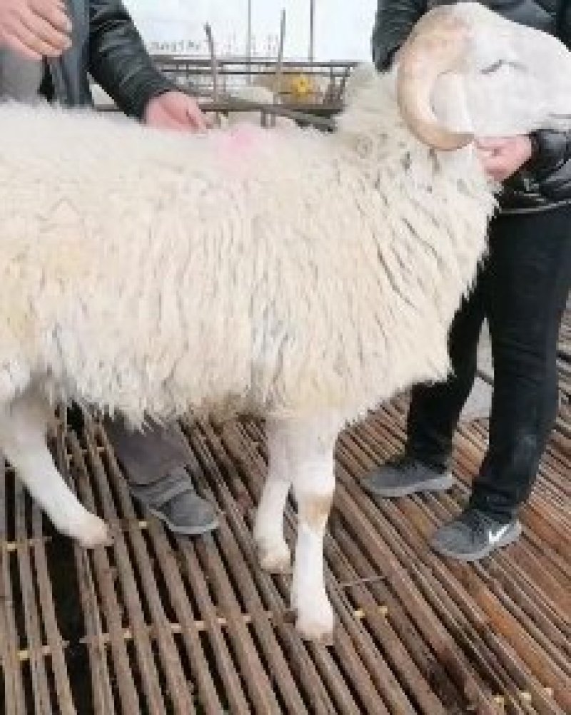 种羊小尾寒羊