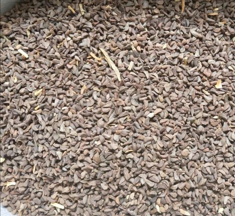 骆驼蓬子,道地药材，质优价实，品质保证，药典标准一公斤起