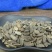 波棱瓜子,道地药材,质优价实,品质保证,药典标准一公斤起
