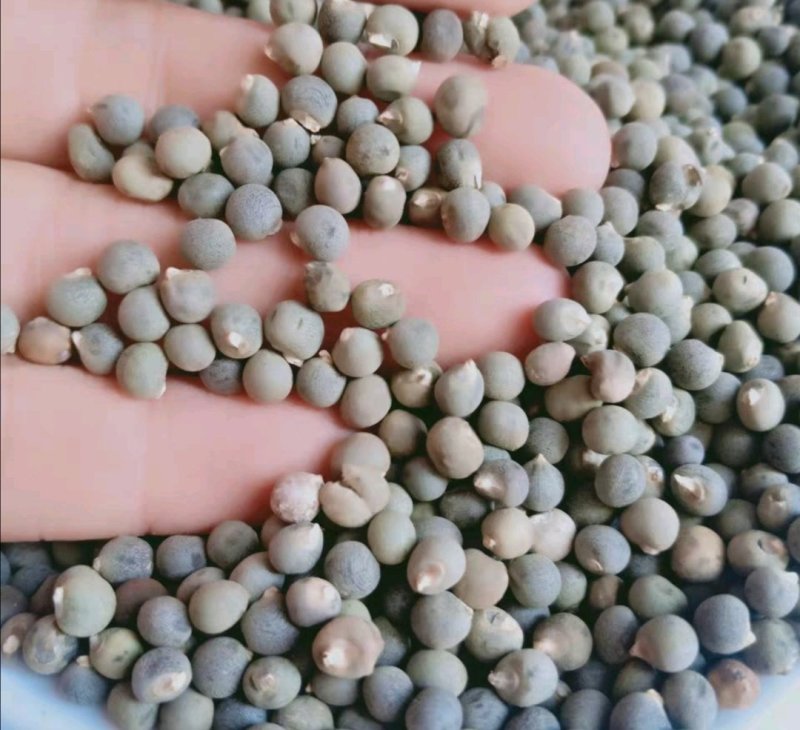 黄蜀葵子,道地药材，质优价实，品质保证，药典标准一公斤起