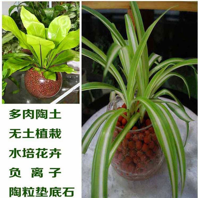 营养土，直接可以下单包邮