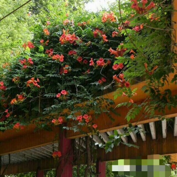 美国凌霄，2公分粗，一棵包邮，夏季开花2公分凌霄根系好