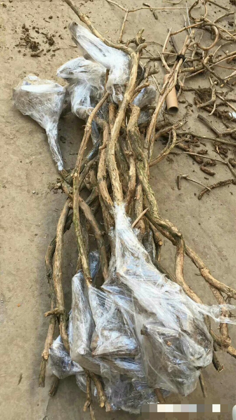 美国凌霄，2公分粗，一棵包邮，夏季开花2公分凌霄根系好