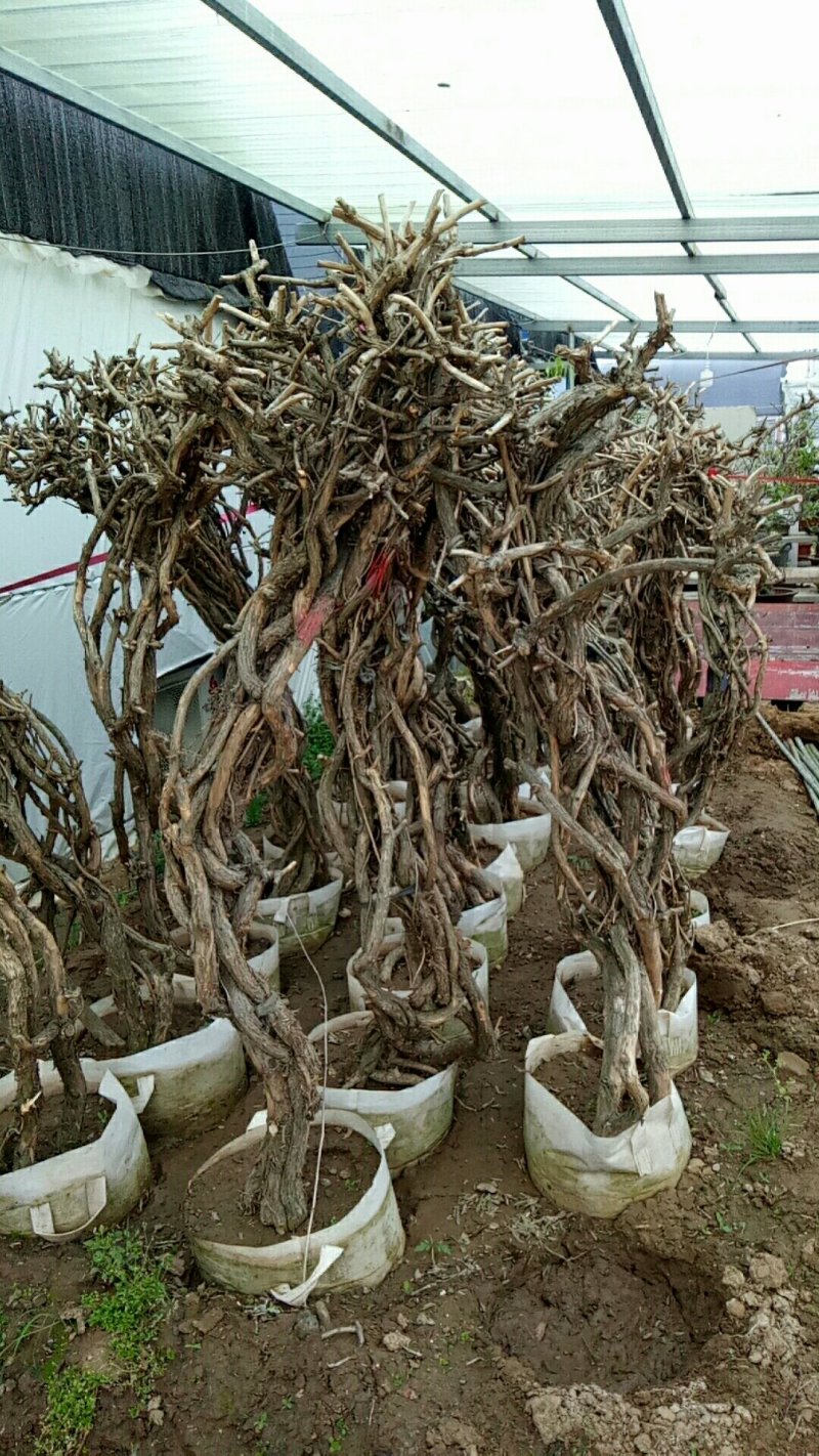 盘龙造型美国凌宵特大2.4米高带芽当年夏季开花造型独特
