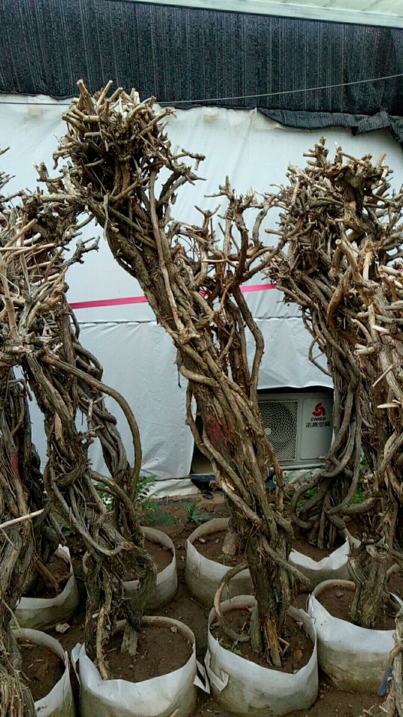 盘龙造型美国凌宵特大2.4米高带芽当年夏季开花造型独特