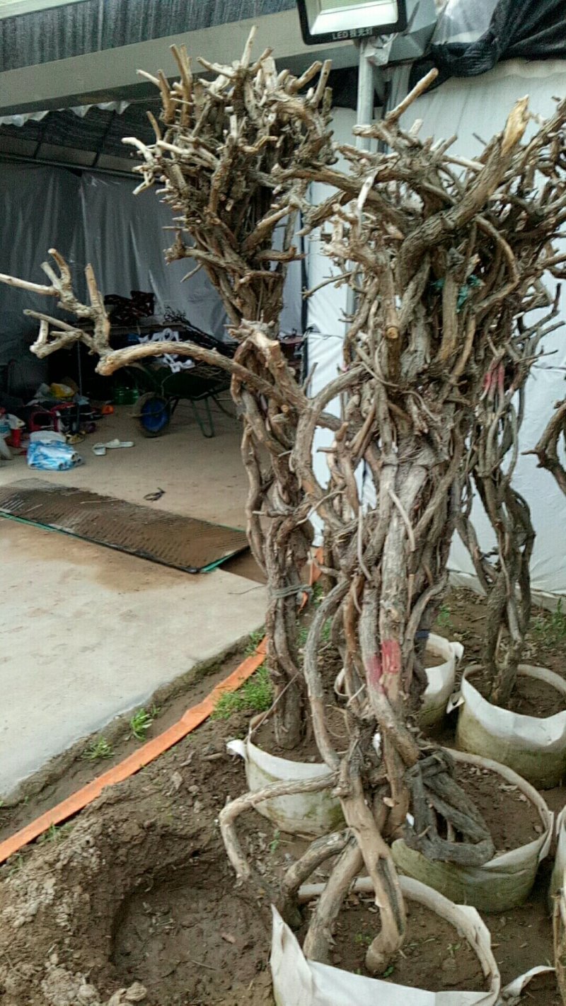 盘龙造型美国凌宵特大2.4米高带芽当年夏季开花造型独特