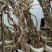 盘龙造型美国凌宵特大2.4米高带芽当年夏季开花造型独特