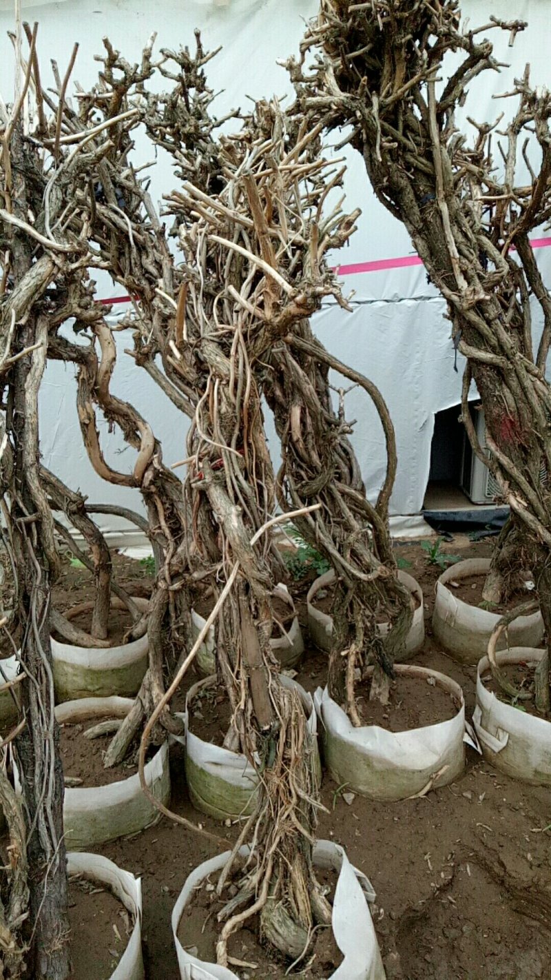 盘龙造型美国凌宵特大2.4米高带芽当年夏季开花造型独特