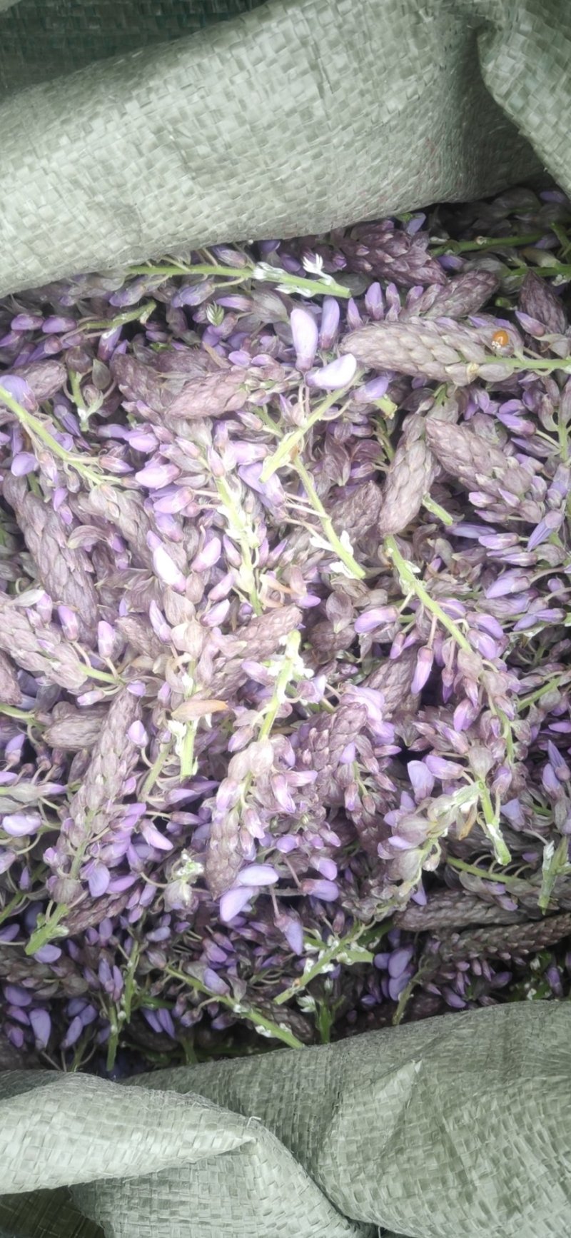 葛花菜