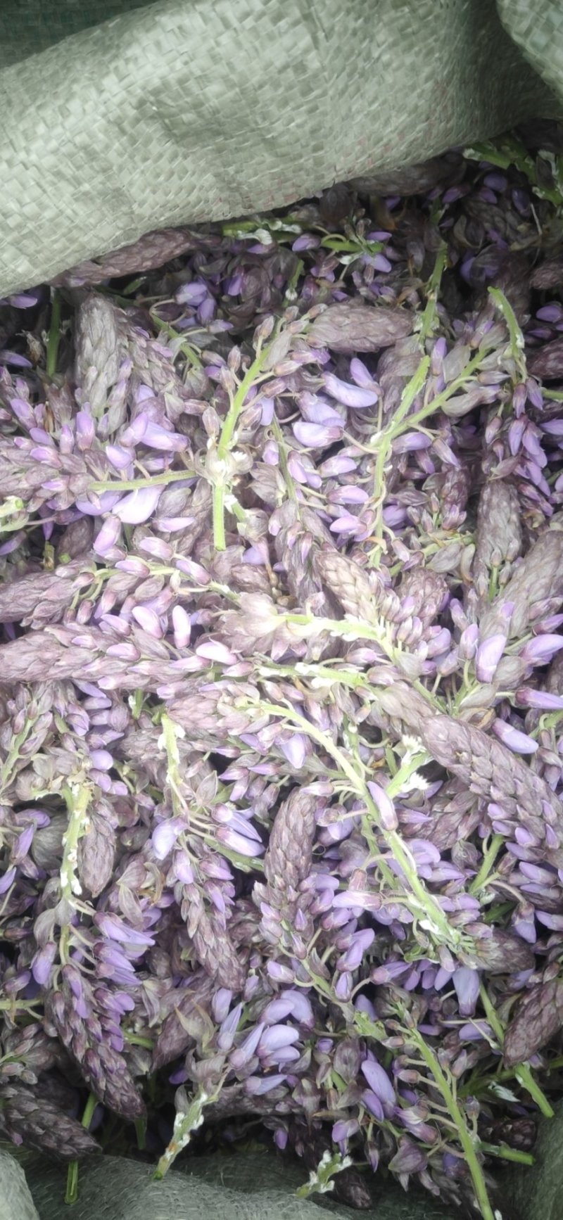葛花菜