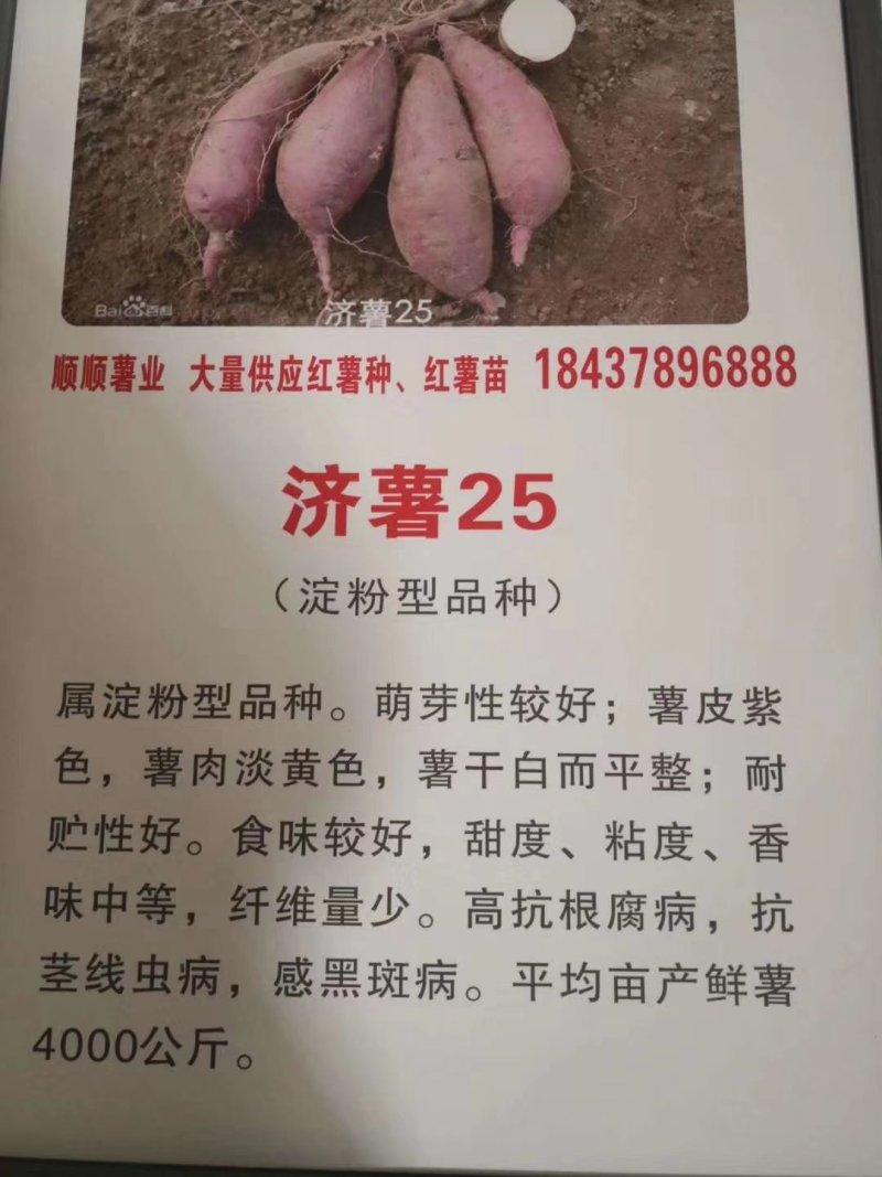 河南红薯苗新乡红薯苗高淀粉红薯苗济薯25