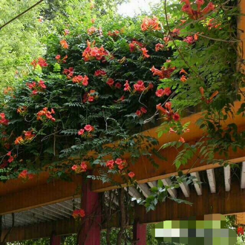 盘龙造型美国凌宵特大2.4米高带芽当年夏季开花造型独特