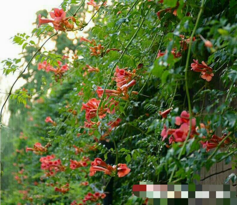 盘龙造型美国凌宵特大2.4米高带芽当年夏季开花造型独特