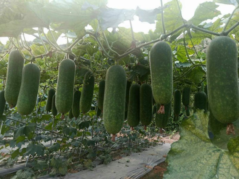 杂交一代，翡翠绿肉型长毛瓜，好种，易管理