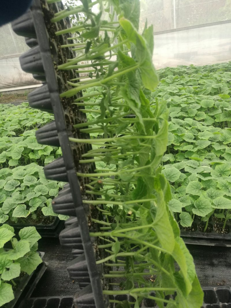 杂交一代，翡翠绿肉型长毛瓜，好种，易管理