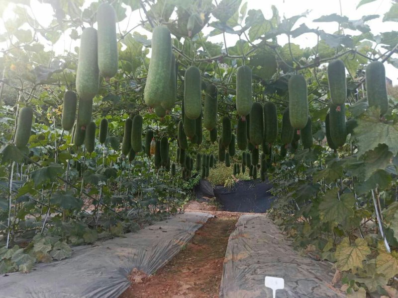 杂交一代，翡翠绿肉型长毛瓜，好种，易管理