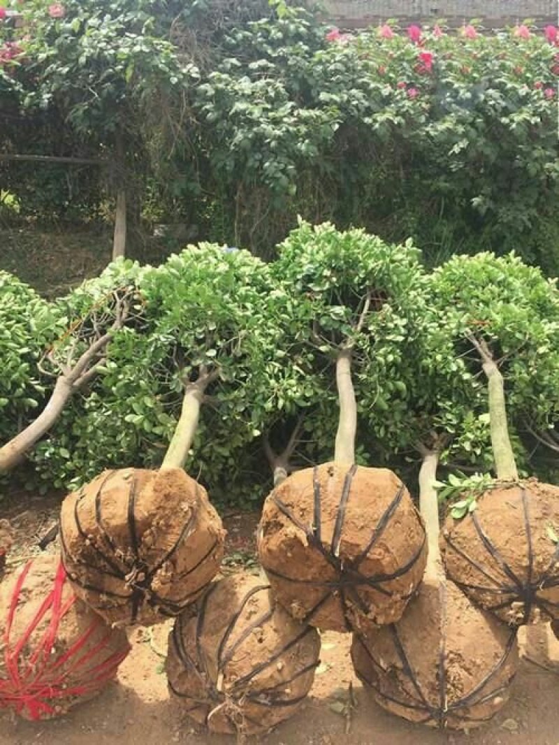 批发精品冬青树苗大树球庭院独杆大叶黄杨树苗四季常青植物风